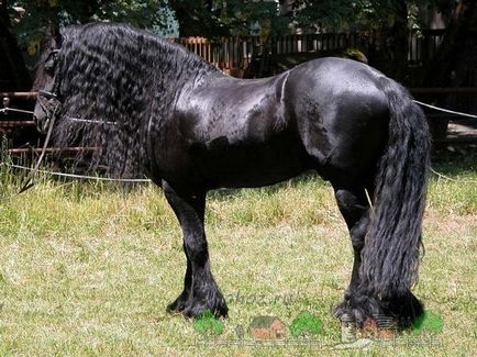 Огляд фризької породи коней, її опис, відео та фото