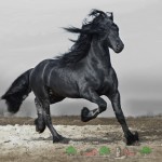 Преглед на Friesian коне, описание, снимки и видео