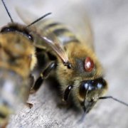 Огляд препарату біпін для бджіл інструкція із застосування, техніка обробки та відгуки