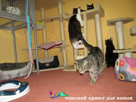 Despre adăposturile cehe pentru pisici