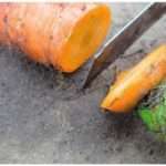 Городні секрети і хитрості, як зберігати моркву