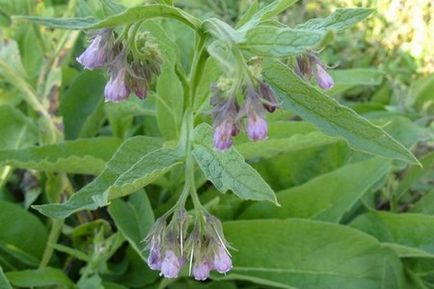 Comfrey aplicarea medicamente pentru articulații 