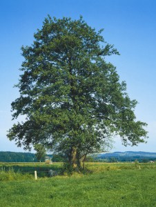 Alder, fericită