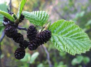 Alder, fericită