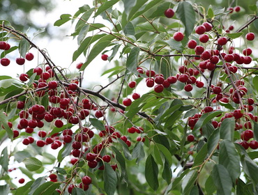 Întinerirea tăiatoare a aronia chokeberry și catina-de-mare pentru video începători, cum să tăiați