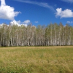 Omszk, Omszk régióban, akkor megteszi az erdő kiadó