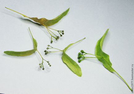 Experimente pentru a crea un herbar tridimensional sau cum să păstreze flora în forma sa originală