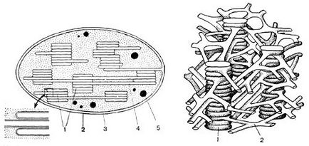 Organoidele organice