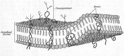 Organoidele organice