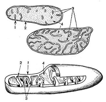 Organoidele organice