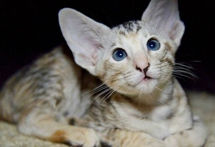 Орієнтальні кішки - цікава порода