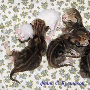 Орієнтальні кішки - орієнтальні кошенята - розплідник sahmet - фотоальбом Орієнталь і сіами