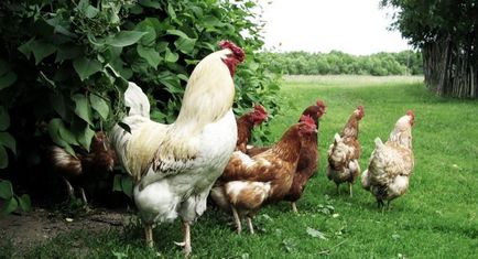 La cele mai interesante - găinile găini sau cum să alegi o găină