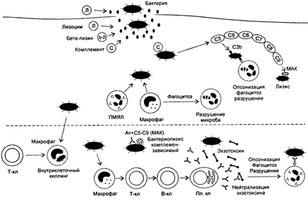 Caracteristicile imunității la infecțiile bacteriene (continuare 2), imuninfo