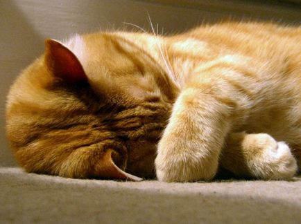 Caracteristicile pisicilor de dormit