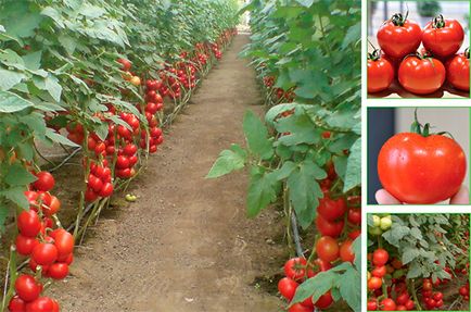 Caracteristicile tehnologiei de cultivare a culturii de tomate de vară-toamnă