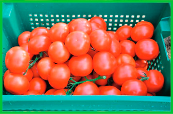Особливості технології вирощування літньо-осінньої культури томату