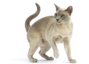 Остеомієліт у кішок лікування, котячий помічник