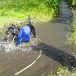 Vacanta cu un caine de pe Altai, dogatlas - un atlas pentru proprietarii de caini