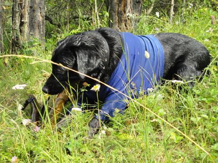 Vacanta cu un caine de pe Altai, dogatlas - un atlas pentru proprietarii de caini