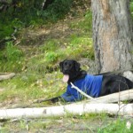 Відпочинок з собакою на Алтаї, dogatlas - атлас для власників собак