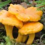 Отруєння білими, помилковими білими грибами симптоми, допомога