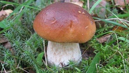 Отруєння білими, помилковими білими грибами симптоми, допомога
