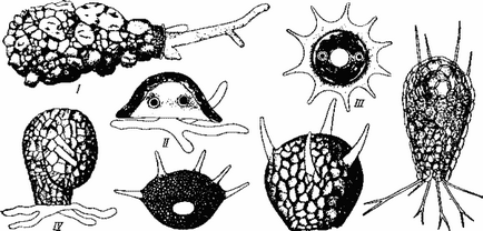 Ordinea amoeba scoică (testacea)