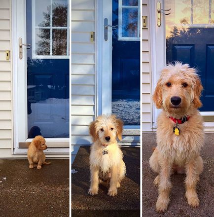 De la un cățeluș la un câine adult, 20 de fotografii frumoase ale animalelor de companie care au crescut foarte repede