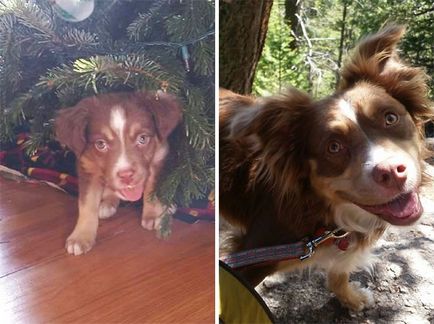 Від цуценя до дорослого собаки 20 милих фотографій домашніх улюбленців, які виросли дуже швидко