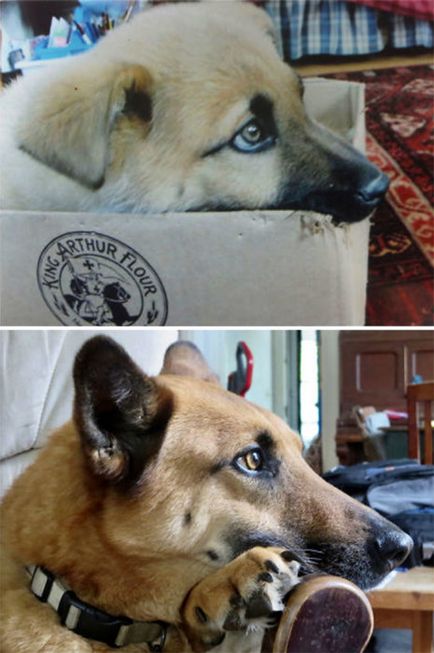 De la un cățeluș la un câine adult, 20 de fotografii frumoase ale animalelor de companie care au crescut foarte repede