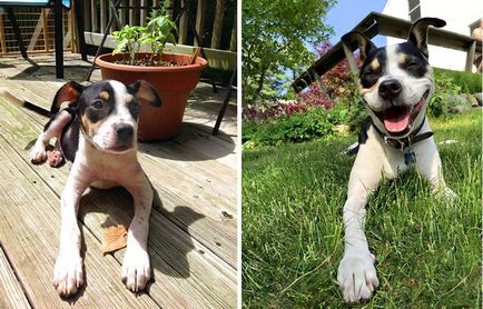 Від цуценя до дорослого собаки 20 милих фотографій домашніх улюбленців, які виросли дуже швидко