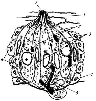 Anatomia Răspunsuri 2003