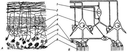 Anatomia Răspunsuri 2003