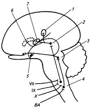 Anatomia Răspunsuri 2003