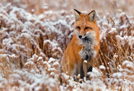 Vadászat róka kutyák megközelíteni és csapdák, lövészgödör és nyomokban