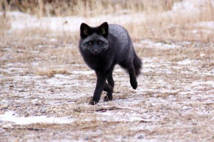 Полювання на лисицю з собаками з підходу і манком, лисяча нора і сліди