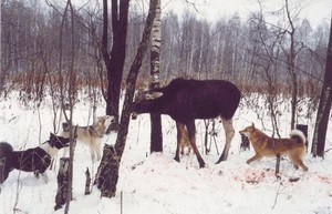 Vânătoare pentru un elan în timpul iernii, cu o abordare și o skada