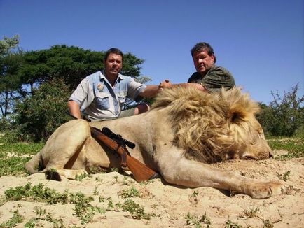 Leu de vânătoare în Africa