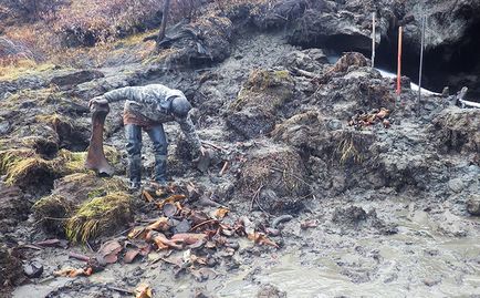 Hunter pentru mamuți cum este aranjată ilegala exploatare a colților mamut în Yakutia