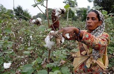 Pakistanul suferă de bumbac transgenic, revizuirea OMG-urilor