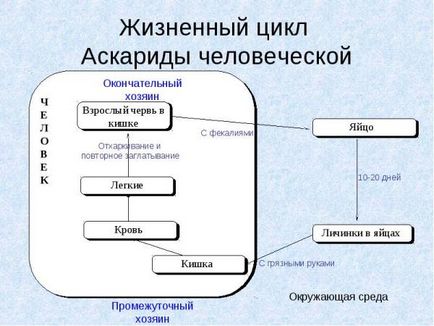 Parazitizarea Ascaris în corpul uman