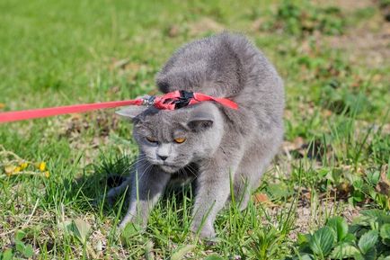 Állat fodrászat, hogyan kell elkészíteni a házi macska mozogni az ország