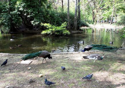 Bucci Park Faenza, Olaszország