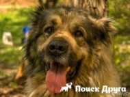 Пастуша собака трансмонтано - фото, відео, опис породи, відгуки власників