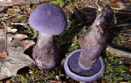 Spiderweb violet - descriere ciuperci rare în cazul în care aceasta crește