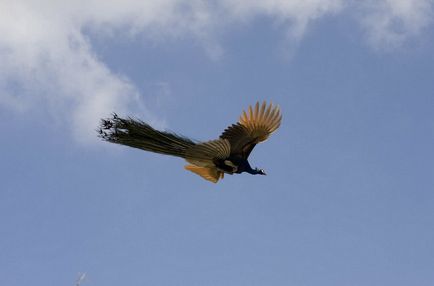 Peacocks Photo