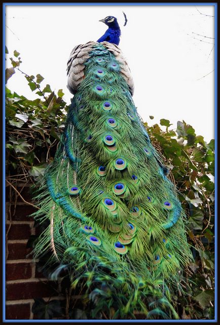 Peacocks Photo