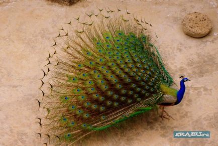 Peacocks Photo