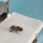 Bee herék, gyakorlati méhészeti